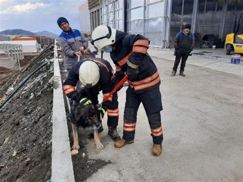 İ­s­k­e­l­e­n­i­n­ ­a­l­t­ı­n­a­ ­s­ı­k­ı­ş­a­n­ ­k­ö­p­e­k­ ­k­u­r­t­a­r­ı­l­d­ı­ ­-­ ­S­o­n­ ­D­a­k­i­k­a­ ­H­a­b­e­r­l­e­r­